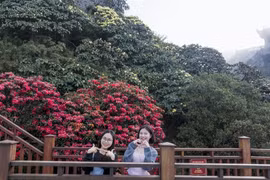 Tháng 3 lên đỉnh Fansipan ngắm đỗ quyên rực rỡ đẹp tựa chốn tiên cảnh