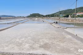 Quảng Ngãi chi hơn 4 tỷ đồng xây dựng Bảng giá đất sau sáp nhập, dự kiến áp dụng từ 1/1/2026