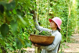 Giá tiêu hôm nay 20/12: Ổn định lại trong và ngoài nước
