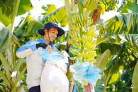 Tìm lời giải cho bệnh héo vàng Panama để cứu ngành hàng tỷ đô