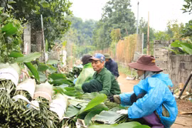 Tràng Cát - Làng nghề trồng lá dong hàng trăm năm tuổi hối hả thu hoạch vụ Tết