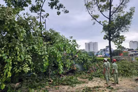TP HCM: Một người đi xe máy bị cây xanh ngã đè trúng