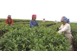 Lai Châu và mục tiêu giảm nghèo bền vững, hạn chế tái nghèo