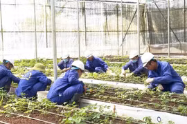 Tỉnh Kon Tum yêu cầu báo cáo lại vụ cấp mã số vùng trồng sâm Ngọc Linh