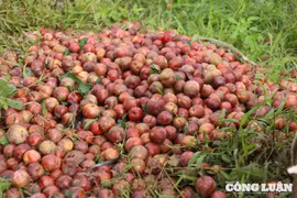 Mưa lớn kéo dài khiến mận rụng đầy gốc