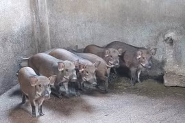 Nông dân Gia Lai nuôi giống heo lạ không ăn cám, thu hàng trăm triệu đồng mỗi năm