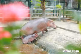 Hà mã con lần đầu tiên được sinh ra ở Hà Nội có tên chính thức là 'Mã Nam'