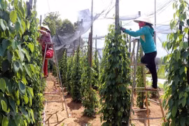 Giá tiêu hôm nay 6/12/2025: Quay trở lại chuỗi giảm kéo dài