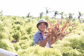 Sàng lọc tác dụng sinh học và xác định thành phần hóa học cây Đinh lăng: Bước tiến mới trong phát triển dược liệu Việt Nam