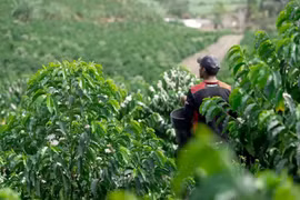Giá nông sản hôm nay 2/11: Giá cà phê và tiêu tăng giảm trái chiều