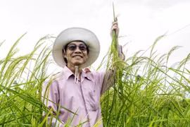 ST25, giải mã sự thành công của “người mẫu” làng lúa gạo Việt