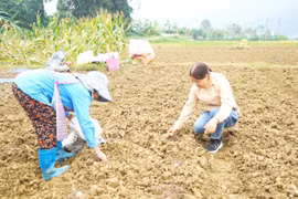 Lào Cai: Mường Khương hỗ trợ 295 hộ dân trồng 18 ha khoai tây, rau vụ đông