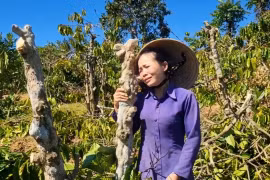 Lời cầu cứu xé lòng của người phụ nữ bị kẻ gian chặt phá hàng trăm cây cà phê, hồ tiêu