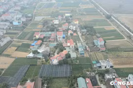Làng trồng hoa lớn nhất Ninh Bình hối hả vào Tết