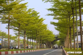 Cần Thơ: Hơn 4,3 triệu cây xanh đã được trồng trong 3 năm
