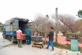 Người dân 'rục rịch' sắm đào Nhật Tân trước thềm Tết Nguyên đán 2025