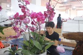 Thợ cắm hoa lan dịp Tết - nghề 'hái ra tiền' mỗi năm chỉ có một lần