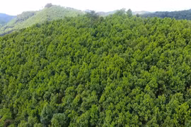 Phú Thọ: Phát triển rừng bền vững