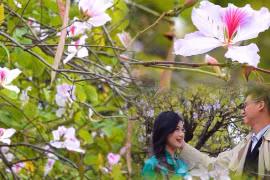 Hoa ban Tây Bắc giữa lòng Thủ đô "níu" chân du khách