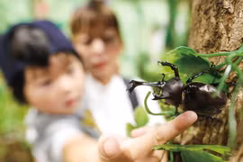 Côn trùng - thú cưng 'quốc dân' của người Nhật