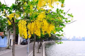 Hoa muồng hoàng yến khoe sắc vàng rực rỡ khắp phố phường Hà Nội