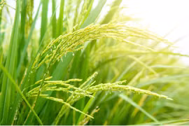 Phát triển giống lúa mang thương hiệu Thủ đô