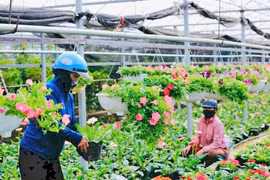 Tổ chức Cuộc thi viết về gương điển hình tiên tiến xây dựng nông thôn mới