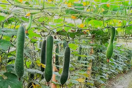 Chú trọng phát triển sinh kế, Điện Biên tạo bước chuyển trong giảm nghèo
