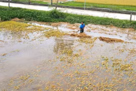 Lũ tháng 5, nước mắt người nông dân và sự bức thiết của phát triển xanh
