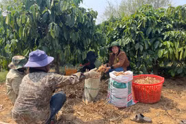 Quảng Ngãi đẩy mạnh giảm nghèo thông tin, tạo chuyển biến từ cơ sở