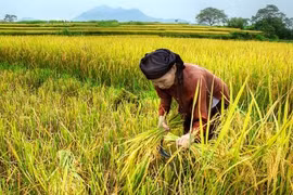 Tháng ba nhớ mẹ