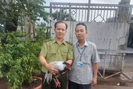 Gà lôi trắng đi lạc vào nhà dân được giao về trạm cứu hộ