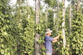 Giá nông sản hôm nay ngày 5/7/2025: Giá tiêu tiếp tục giảm