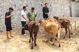 “Ngân hàng bò” – Tạo sinh kế bền vững cho người nghèo