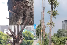 Hà Nội: Cây xanh chết khô hàng loạt trên nhiều tuyến phố chưa được xử lý, tiềm ẩn nguy cơ mất an toàn