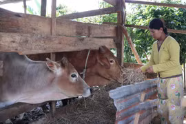 Tạo sinh kế cho người dân để thoát nghèo bền vững tại Quảng Ngãi