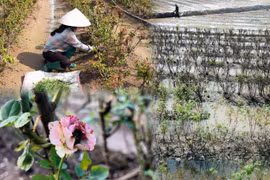 Không có hoa để bán, làng hoa lớn nhất Thủ đô mất trắng vụ 20/10