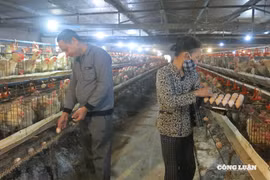 Hải Phòng: Quy định mới về mức hỗ trợ dịch bệnh động vật