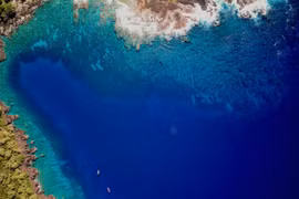 Rạn san hô ở Hawaii có nguy cơ sụp đổ vì nhím biển bùng phát và ô nhiễm môi trường