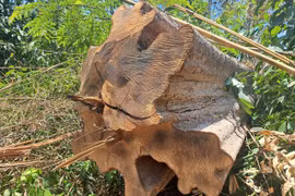 Kon Tum: Khẩn trương điều tra, xử lý vụ phá rừng quy mô lớn, gần trụ sở UBND huyện