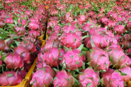 Các địa phương lúng túng khi được phân cấp, phân quyền trong lĩnh vực trồng trọt và bảo vệ thực vật