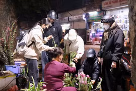 "Cơn sốt" hoa tulip giúp tiểu thương thu về hàng chục triệu đồng mỗi ngày