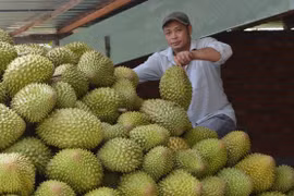 Ngăn chặn tình trạng thao túng thị trường, gây bất ổn sản xuất, xuất khẩu sầu riêng