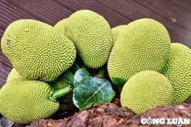 Cục trưởng Cục Trồng trọt và Bảo vệ thực vật nói gì về việc mít tươi được xuất khẩu sang Trung Quốc?