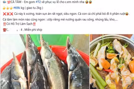 Đằng sau 'món hời' cá tầm bán rẻ trên mạng xã hội