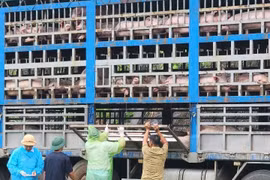 Bắt giữ xe tải chở gần 200 con lợn nhiễm dịch tả châu Phi