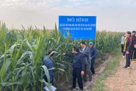 Tổng giá trị sản xuất nông, lâm nghiệp, thủy sản tỉnh Hà Nam ước đạt 8.596 tỷ đồng