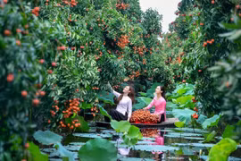Hải Dương: Chuỗi sự kiện quảng bá, xúc tiến vải thiều Thanh Hà sẽ bắt đầu từ ngày 30/5