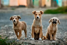 Tòa án Tối cao Ấn Độ sửa đổi lệnh về chó hoang