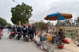 TP Hải Dương: Đào phai, đào huyền giá tầm trung đắt khách mua chiều 29 Tết